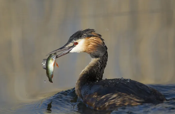 Framed Print : Great crested grebe (Podiceps cristatus) with captured fish
