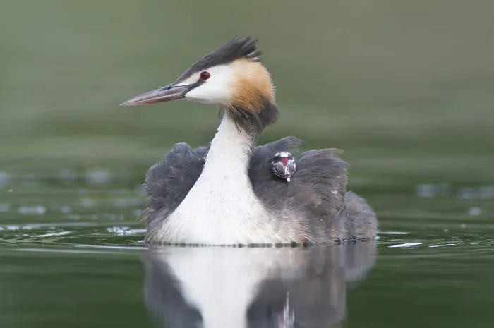 Framed Print : Great Crested Grebe (Podiceps cristatus) with chick on back
