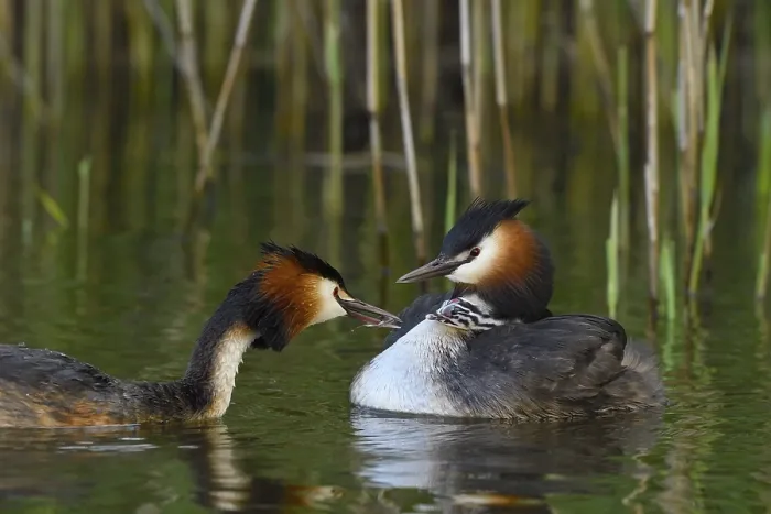 Framed Print : Great crested grebe (Podiceps cristatus) with chick Framed Print : Great crested grebe (Podiceps cristatus) with chick