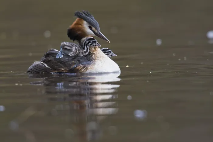 Framed Print : Great crested grebe (Podiceps cristatus) with chicks