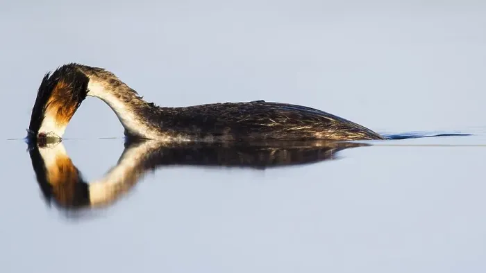 Framed Print : Great crested grebe (Podiceps cristatus) diving