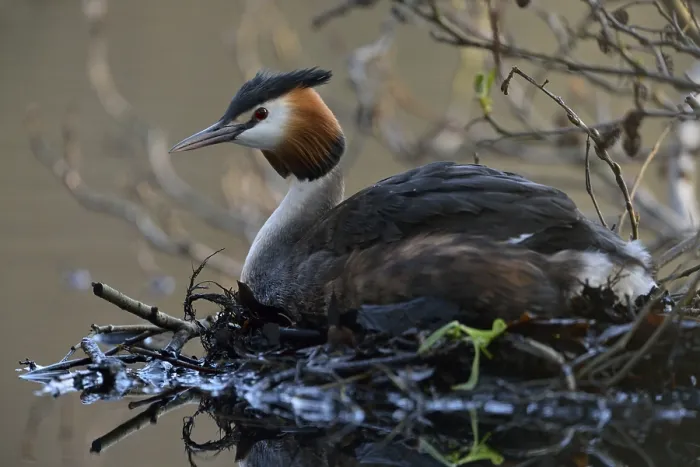Framed Print : Great Crested Grebe (Podiceps cristatus) incubating
