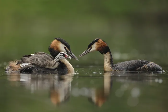 Framed Print : Great Crested Grebe (Podiceps cristatus) with juvenile