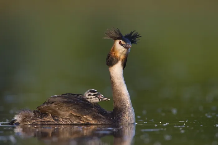Framed Print : Great Crested Grebe (Podiceps cristatus) juvenile