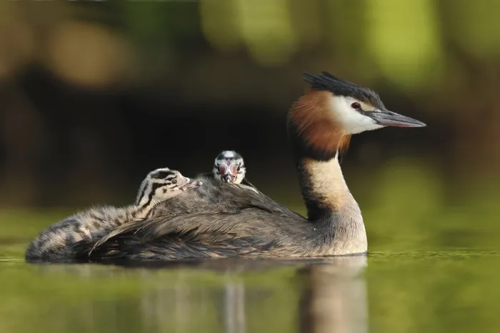 Framed Print : Great Crested Grebe (Podiceps cristatus) with juvenile Framed Print : Great Crested Grebe (Podiceps cristatus) with juvenile