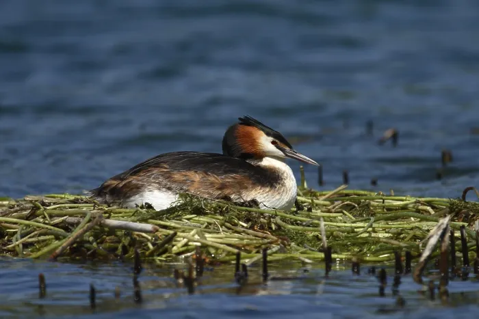 Framed Print : Great Crested Grebe (Podiceps cristatus) on its nest breeding Framed Print : Great Crested Grebe (Podiceps cristatus) on its nest breeding