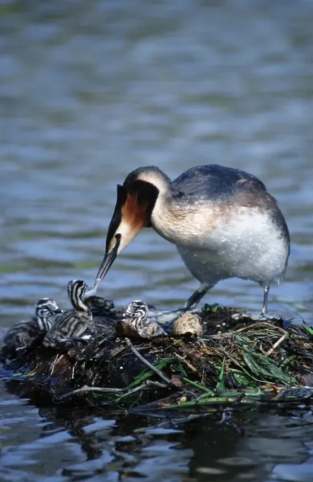Framed Print : Great Crested Grebe (Podiceps cristatus) at nest with chicks Framed Print : Great Crested Grebe (Podiceps cristatus) at nest with chicks