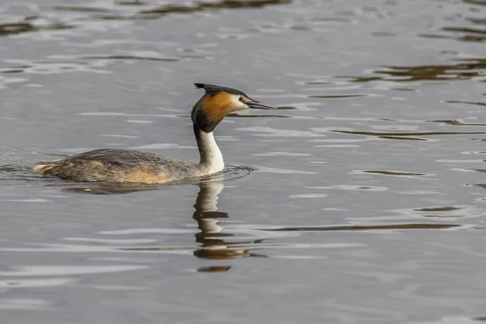 Framed Print : Great crested grebe (Podiceps cristatus) on the water Framed Print : Great crested grebe (Podiceps cristatus) on the water