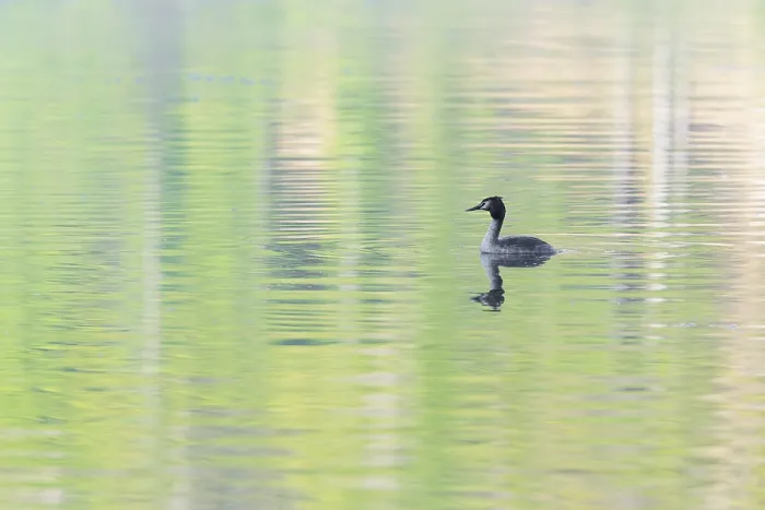 Framed Print : A great crested grebe (Podiceps cristatus)swims on a lake with intense green reflections from the forest around it