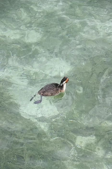 Framed Print : Great crested grebe (Podiceps ribbonfish) in a lake Framed Print : Great crested grebe (Podiceps ribbonfish) in a lake