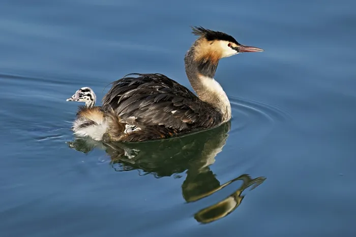 Framed Print : Great Crested Grebe (Podiceps Scalloped ribbonfish)