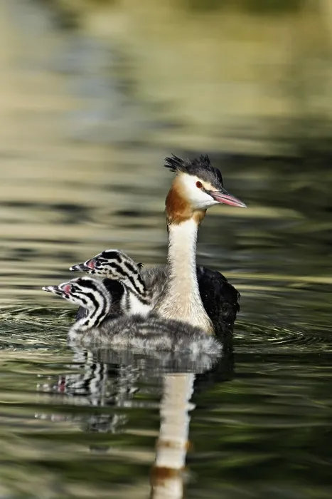 Framed Print : Great Crested Grebe (Podiceps Scalloped ribbonfish)