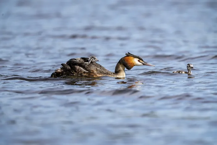 Framed Print : Great Crested Grebe (Podiceps scalloped ribbonfish)