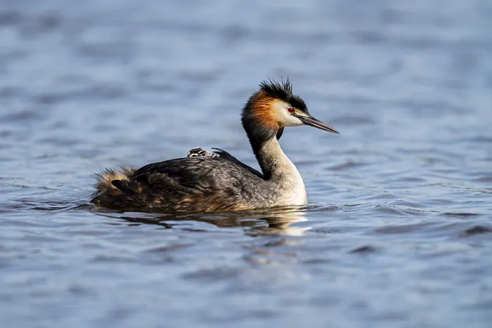 Framed Print : Great Crested Grebe (Podiceps scalloped ribbonfish) Framed Print : Great Crested Grebe (Podiceps scalloped ribbonfish)