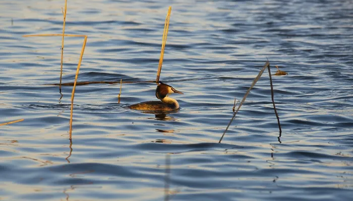 Framed Print : Great Crested Grebe (Podiceps Scalloped ribbonfish)