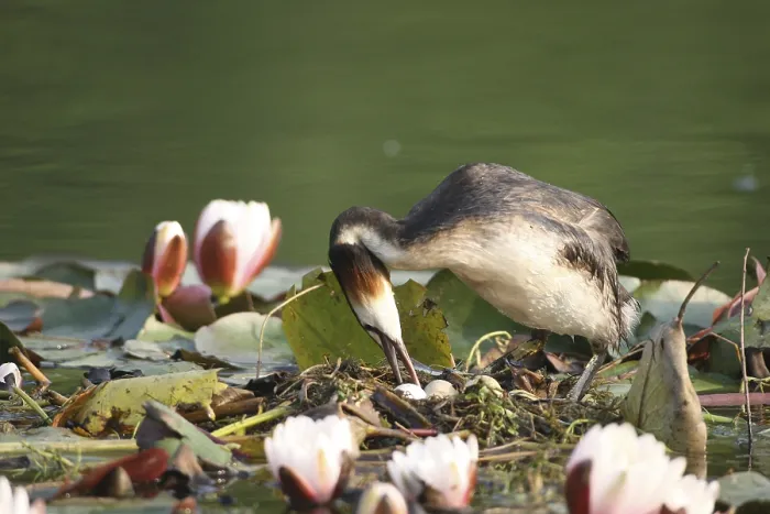 Framed Print : Great Crested Grebe (Podiceps Scalloped ribbonfish) turning the eggs on the floating nest between blooming water lilies Framed Print : Great Crested Grebe (Podiceps Scalloped ribbonfish) turning the eggs on the floating nest between blooming water lilies