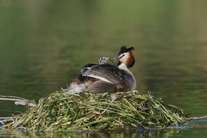 Framed Print : Great Crested Grebe (Podiceps scalloped ribbonfish) with chicks on the nest Framed Print : Great Crested Grebe (Podiceps scalloped ribbonfish) with chicks on the nest