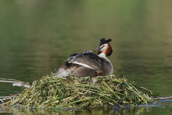 Framed Print : Great Crested Grebe (Podiceps scalloped ribbonfish) with chicks on the nest