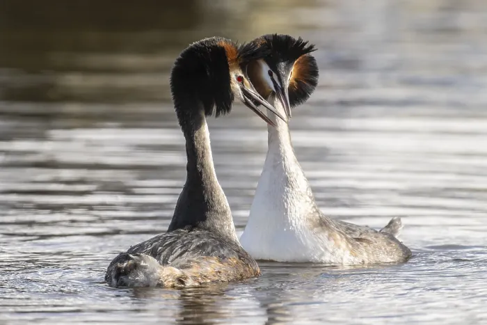 Framed Print : Great Crested Grebe (Podiceps Scalloped ribbonfish) Courtship Framed Print : Great Crested Grebe (Podiceps Scalloped ribbonfish) Courtship