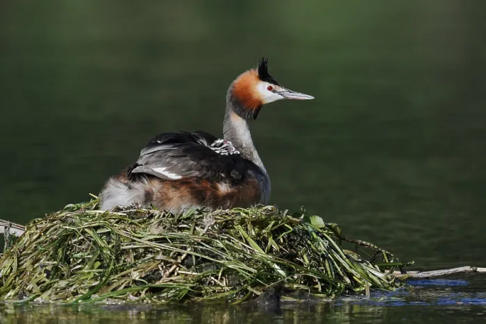 Framed Print : Great Crested Grebe (Podiceps Scalloped ribbonfish) sitting brooding with chicks on the nest Framed Print : Great Crested Grebe (Podiceps Scalloped ribbonfish) sitting brooding with chicks on the nest