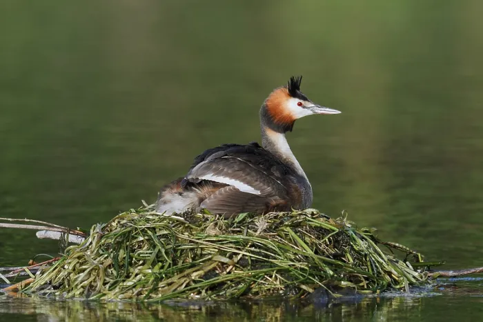 Framed Print : Great Crested Grebe (Podiceps Scalloped ribbonfish) sitting on its nest