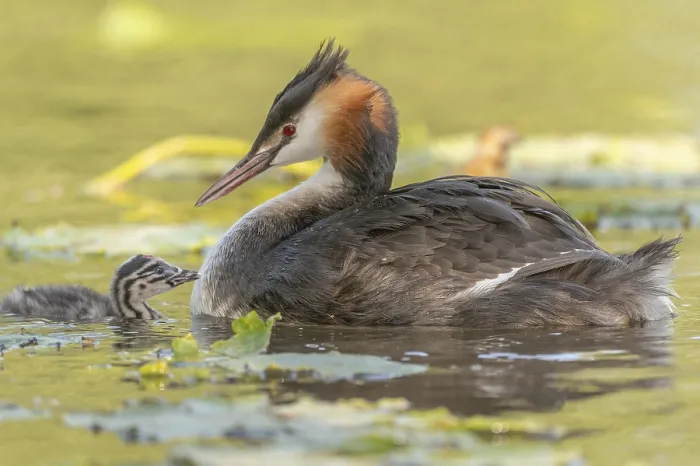 Framed Print : Great Crested Grebe (Podiceps scalloped ribbonfish) swims with young chicks near aquatic plants Framed Print : Great Crested Grebe (Podiceps scalloped ribbonfish) swims with young chicks near aquatic plants