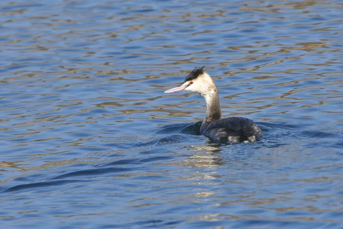 Framed Print : Great Crested Grebe, simple dress