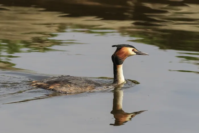Framed Print : Great crested grebe swimming on the lake Framed Print : Great crested grebe swimming on the lake