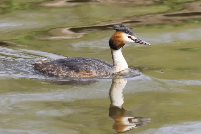 Framed Print : Great crested grebe swimming on the lake