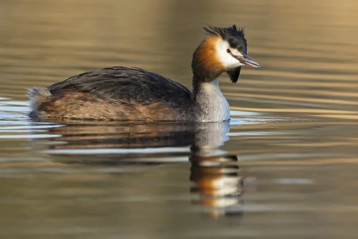 Framed Print : A great crested grebe swimming in the water Framed Print : A great crested grebe swimming in the water