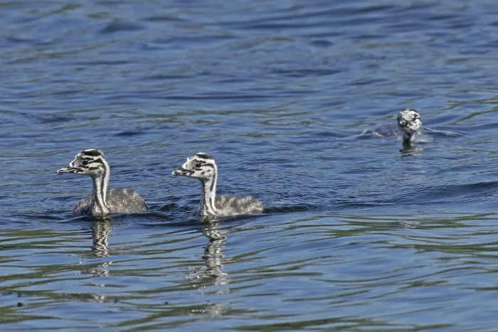 Framed Print : Great crested grebe three young birds swimming side by side in water on the left