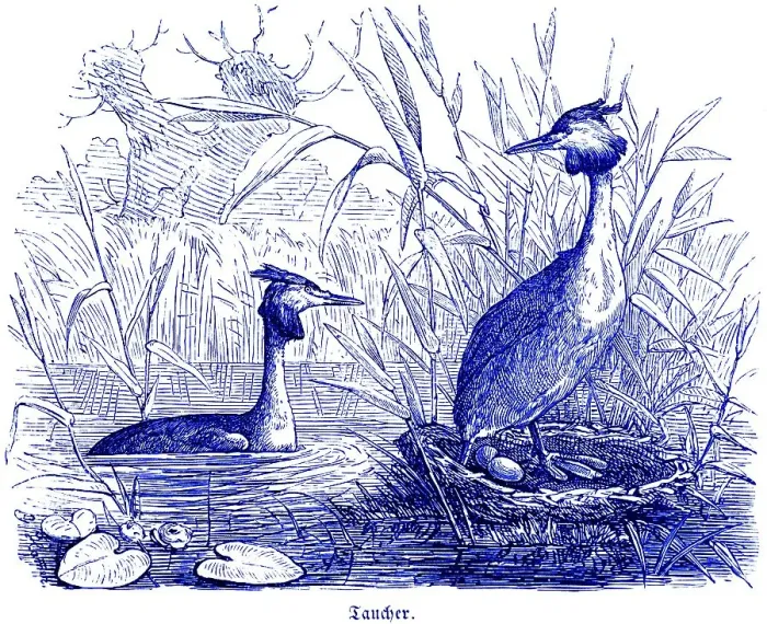 Framed Print : Two Great Crested Grebes with clutch of eggs