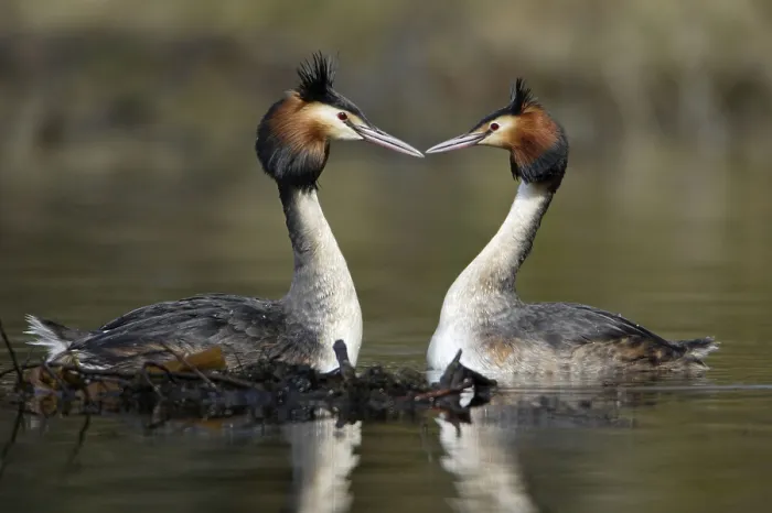 Framed Print : Great Crested Grebes (Podiceps cristatus) Framed Print : Great Crested Grebes (Podiceps cristatus)