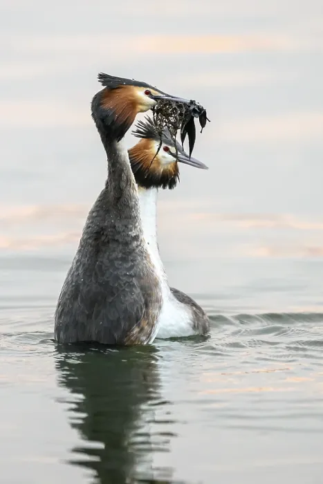 Framed Print : Two great crested grebes (Podiceps Scalloped ribbonfish) displaying courtship dance in the water