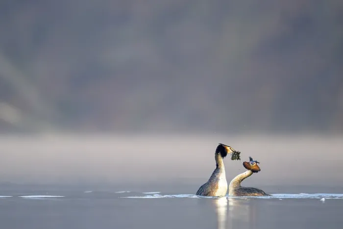Framed Print : Two great crested grebes (Podiceps Scalloped ribbonfish) swimming in the water