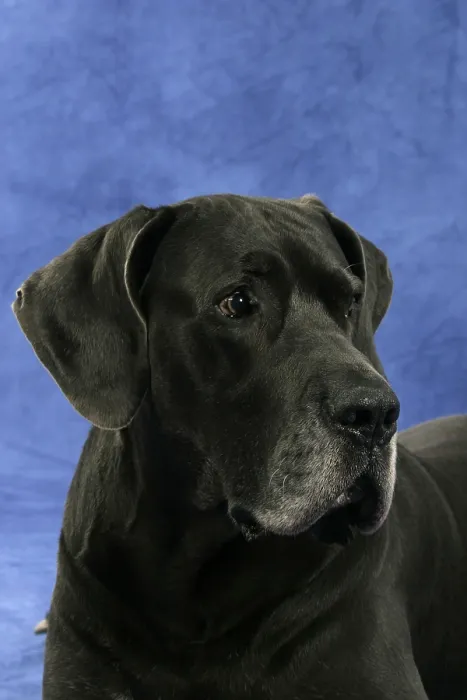 Framed Print : Great Dane, 10 years old Framed Print : Great Dane, 10 years old