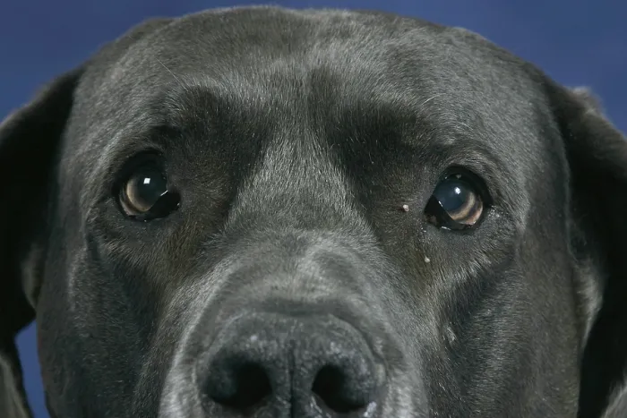 Framed Print : Great Dane, 10 years old, eyes, old dog