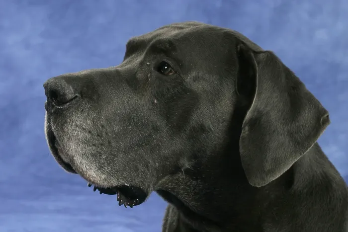Framed Print : Great Dane, 10 years old, old dog