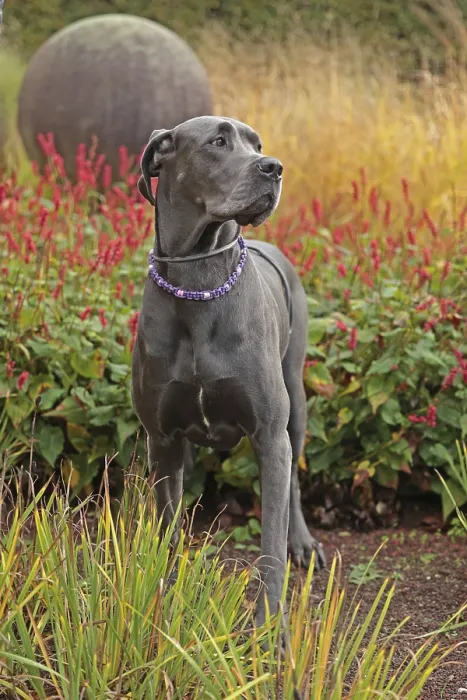 Framed Print : Great Dane