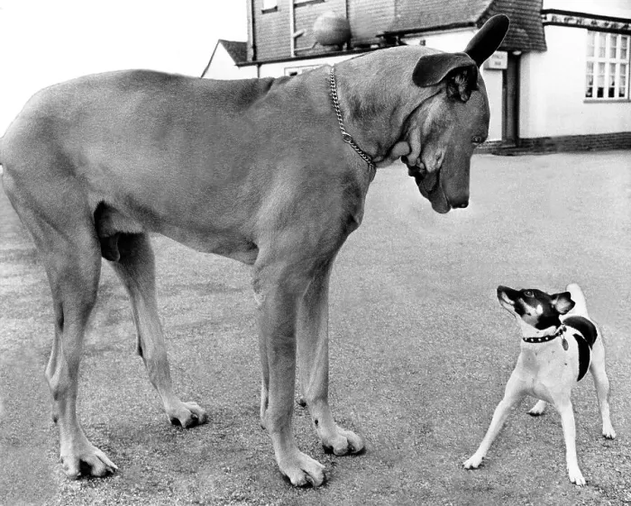 Framed Print : Great Dane and little Jack Russell Terrier looking at each other