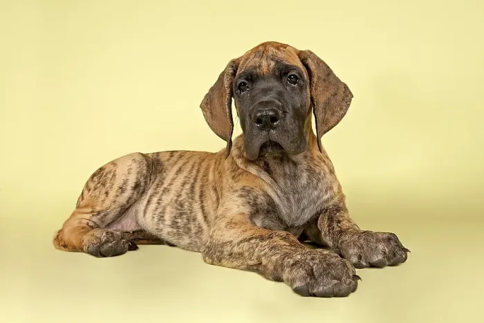 Framed Print : Great Dane, puppy, 9 weeks, brindle