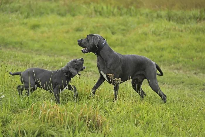 Framed Print : Great Dane, Saupacker, Great Dane Framed Print : Great Dane, Saupacker, Great Dane