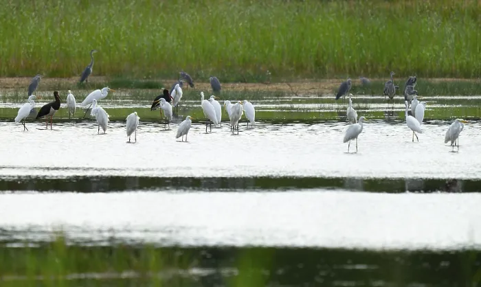 Framed Print : Great egret (Ardea alba) and black storks (Ciconia nigra) in the shallow water zone of a pond