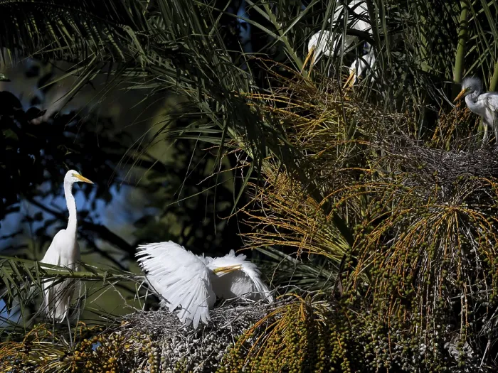 Framed Print : Great Egret (Ardea alba) defending its nest in a palm tree