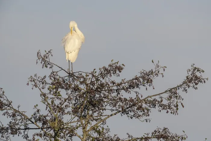 Framed Print : Great Egret (Ardea alba), Emsland