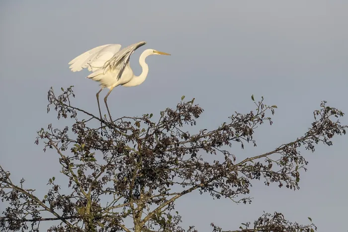 Framed Print : Great Egret (Ardea alba), Emsland