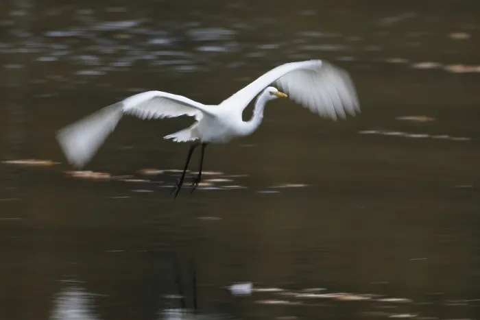 Framed Print : A great egret (Ardea alba) flies over the water Framed Print : A great egret (Ardea alba) flies over the water