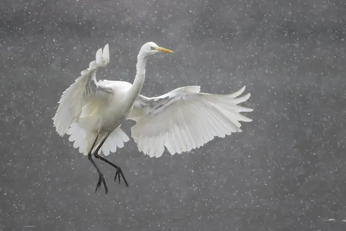 Framed Print : Great egret (Ardea alba), flying up