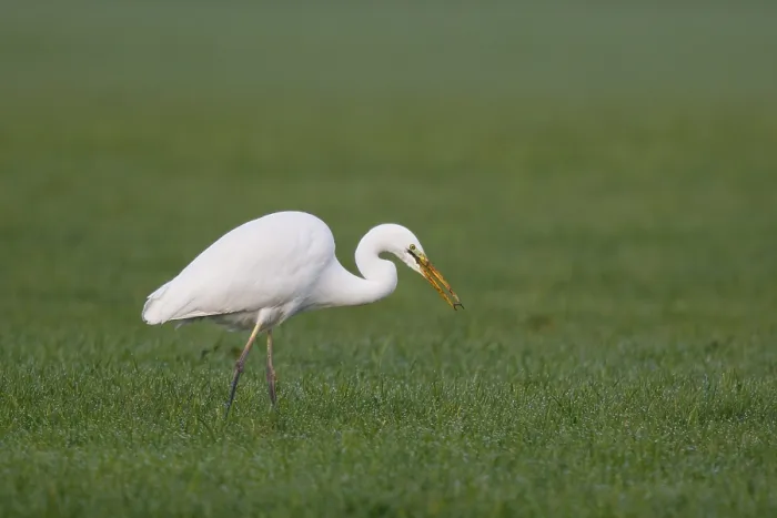 Framed Print : Great Egret (Ardea alba) foraging