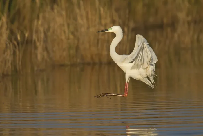 Framed Print : Great Egret, Ardea alba, great egret